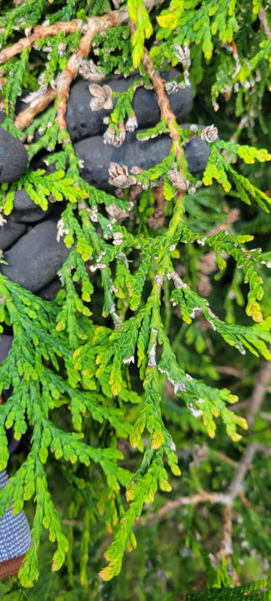Damaged Plant from bagworms