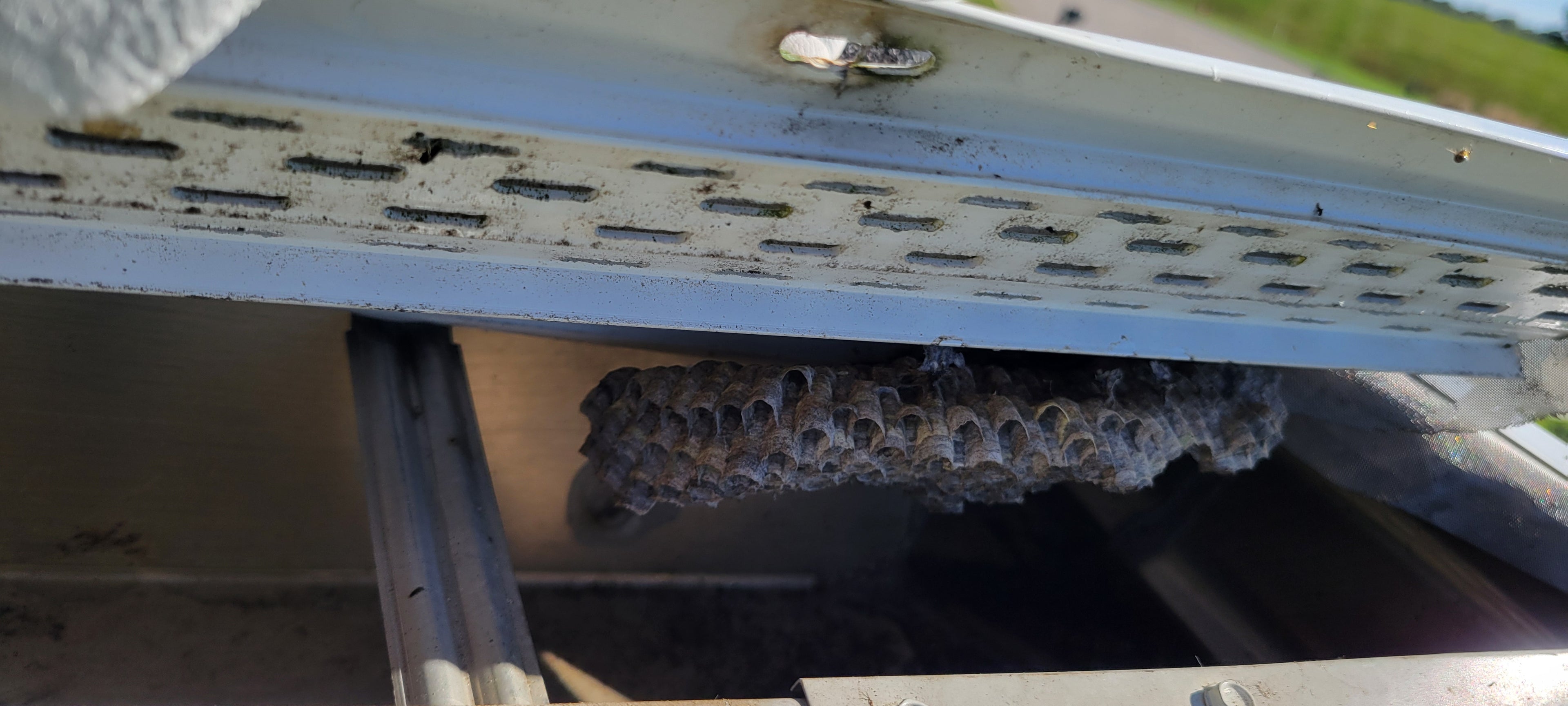 Wasp Nest Under Gutter Guard