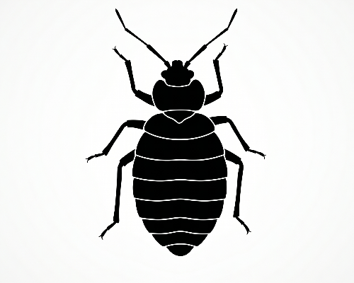 Black silhouette of a bed bug on a white background